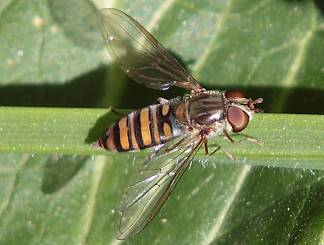 Ancora Syrphidae